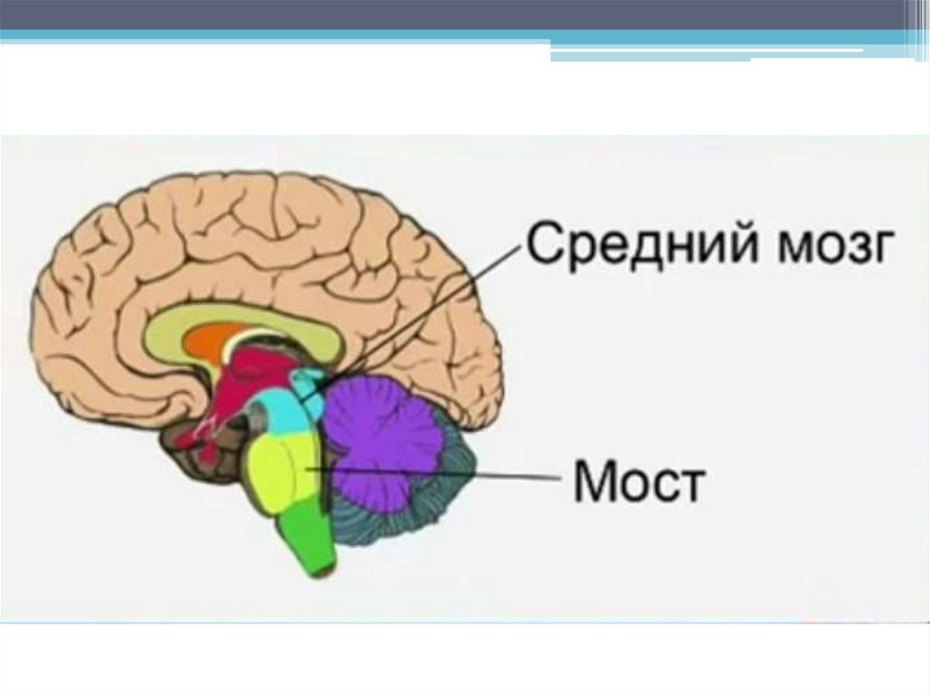 Мост структуры мозга. Отделы мозга варолиев мост. Мост отдел головного мозга функции. Строение моста в головном мозге. Средний мозг.