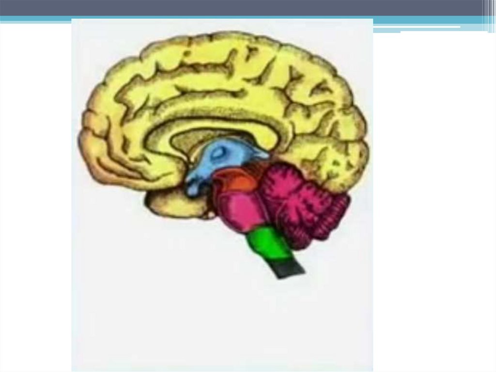 Рисунок мозга биология 8 класс. Строение среднего мозга 8 класс биология. Строение головного мозга без подписей. Головной мозг рисунок без подписей. Головной мозг без подпсй.
