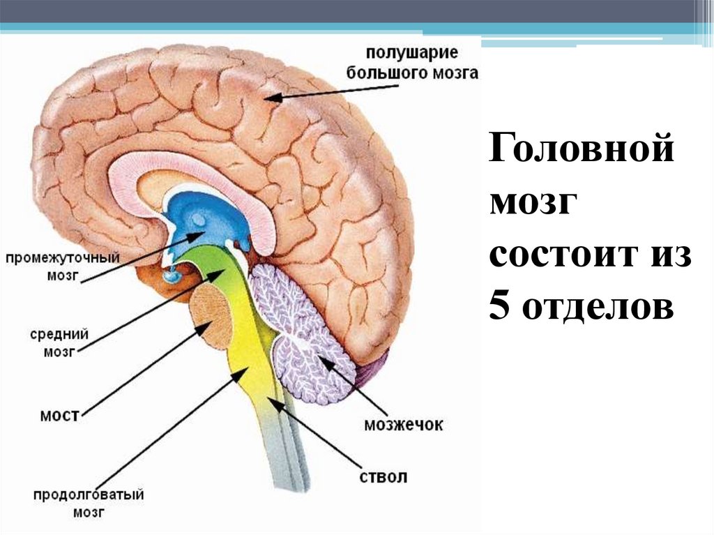 Задний отдел головного мозга состоит. Структуры головного мозга биология 8 класс. Схема строения отделов головного мозга. Головной мозг состоит из 5 отделов. 8 Класс биология головной мозг: задний и средний мозг.