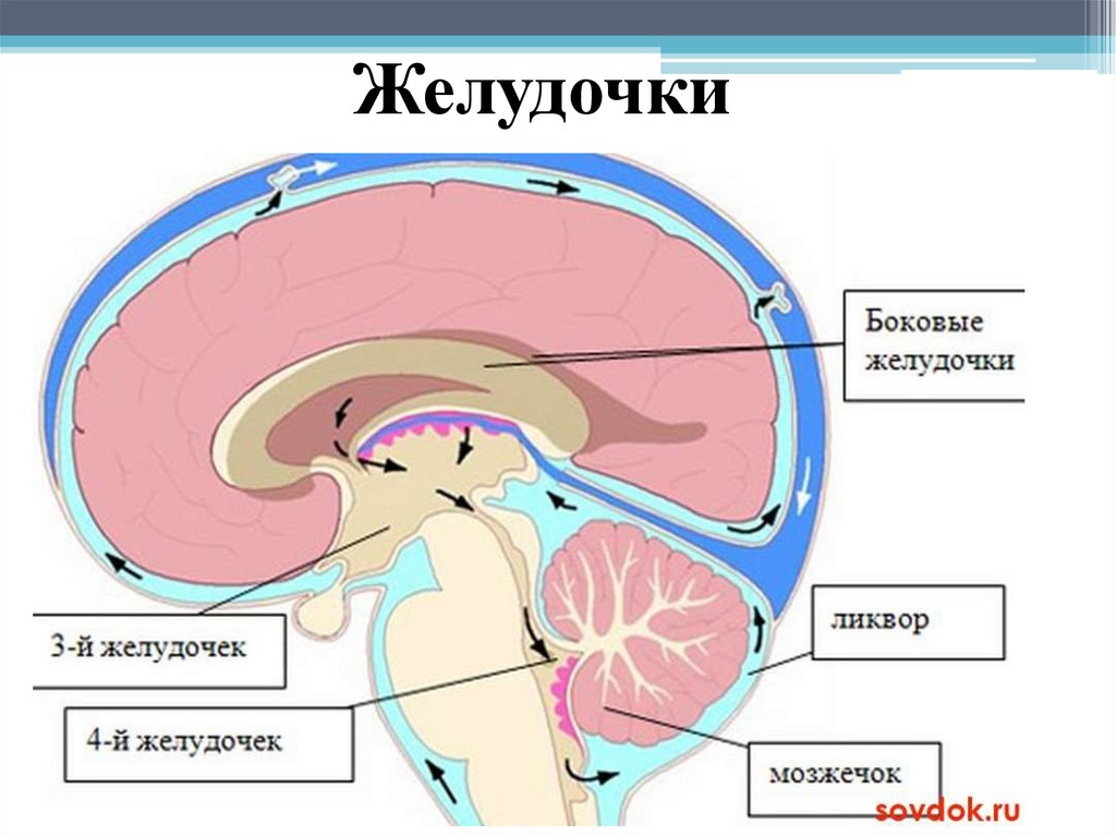 Ликворные изменения мозга. Желудочки головного мозга ликвор. Циркуляция цереброспинальной жидкости схема. Циркуляция ликвора в головном мозге. Пути оттока ликвора анатомия.