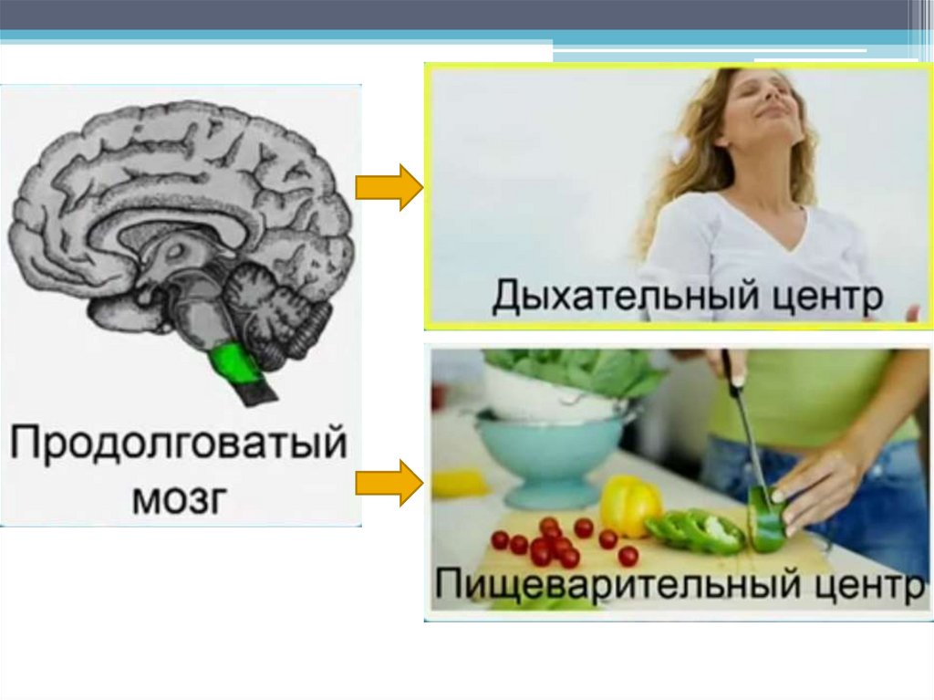 Функции продолговатого мозга 8 класс биология. Строение и функции мозжечка презентация.
