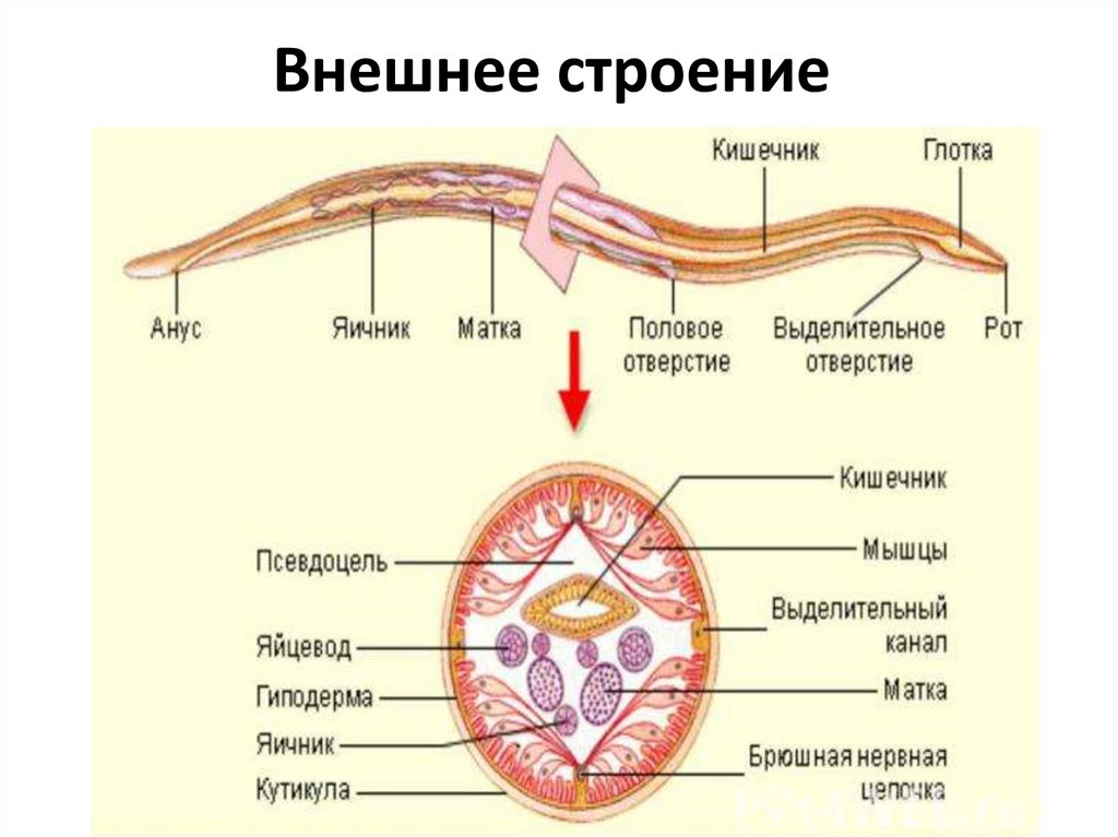 Тип круглые черви презентация