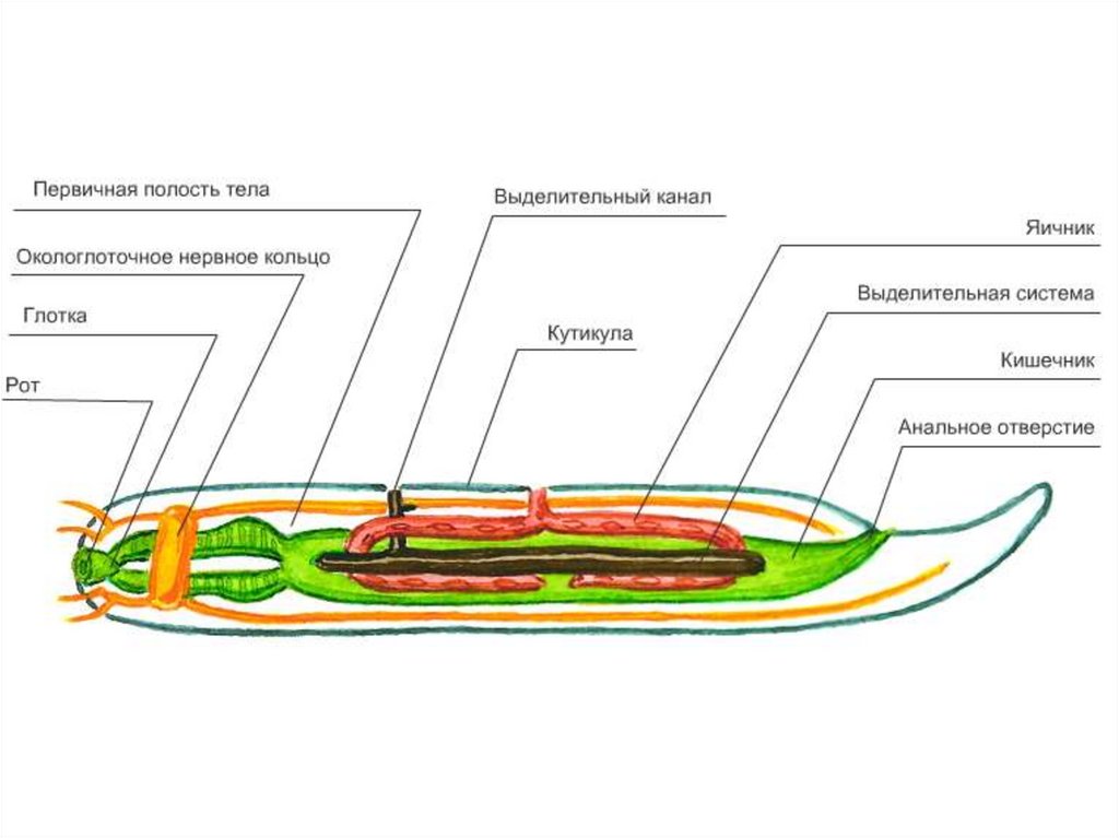 Схема строения круглых червей