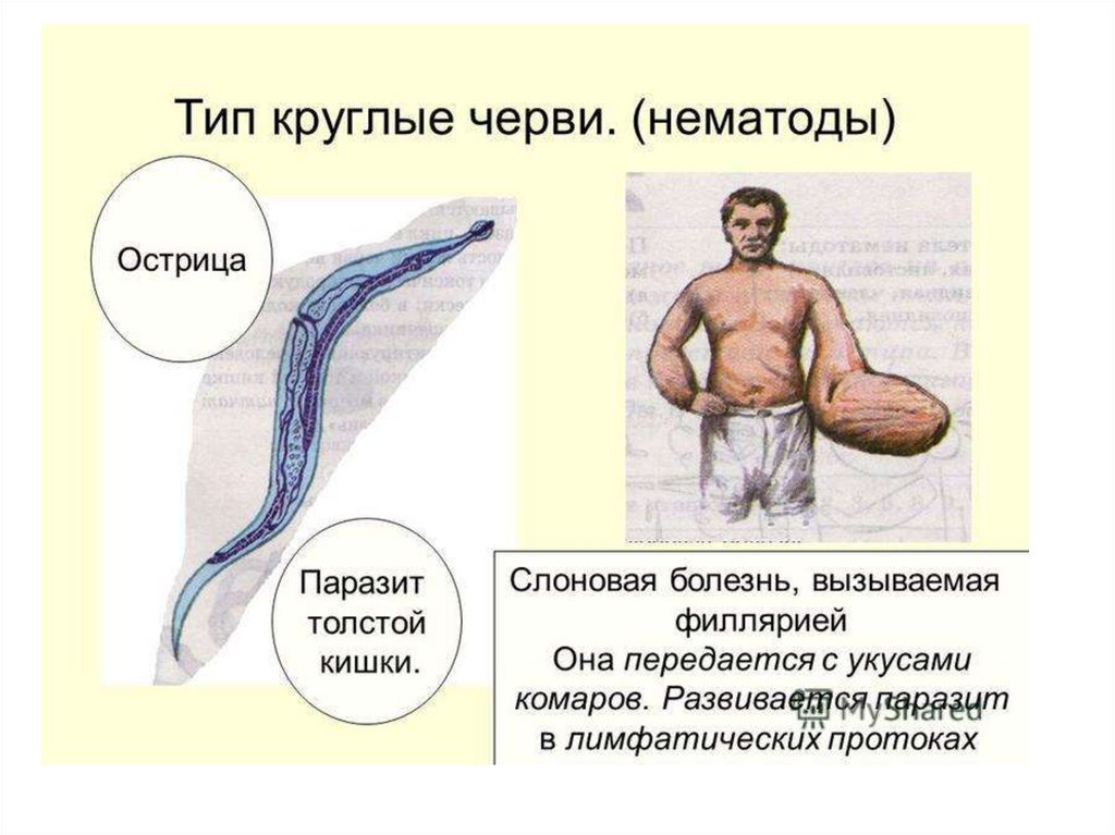 Круглые черви примеры названия. Nematoda (круглые черви). Тип круглые черви форма тела. Круглые черви класс нематоды. Класс и представители круглых червей.