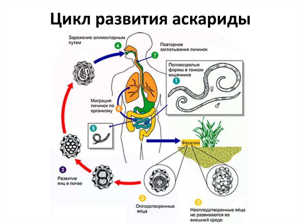 Рассмотрите рисунок 2 на котором представлен цикл развития человеческой аскариды ответьте на вопросы