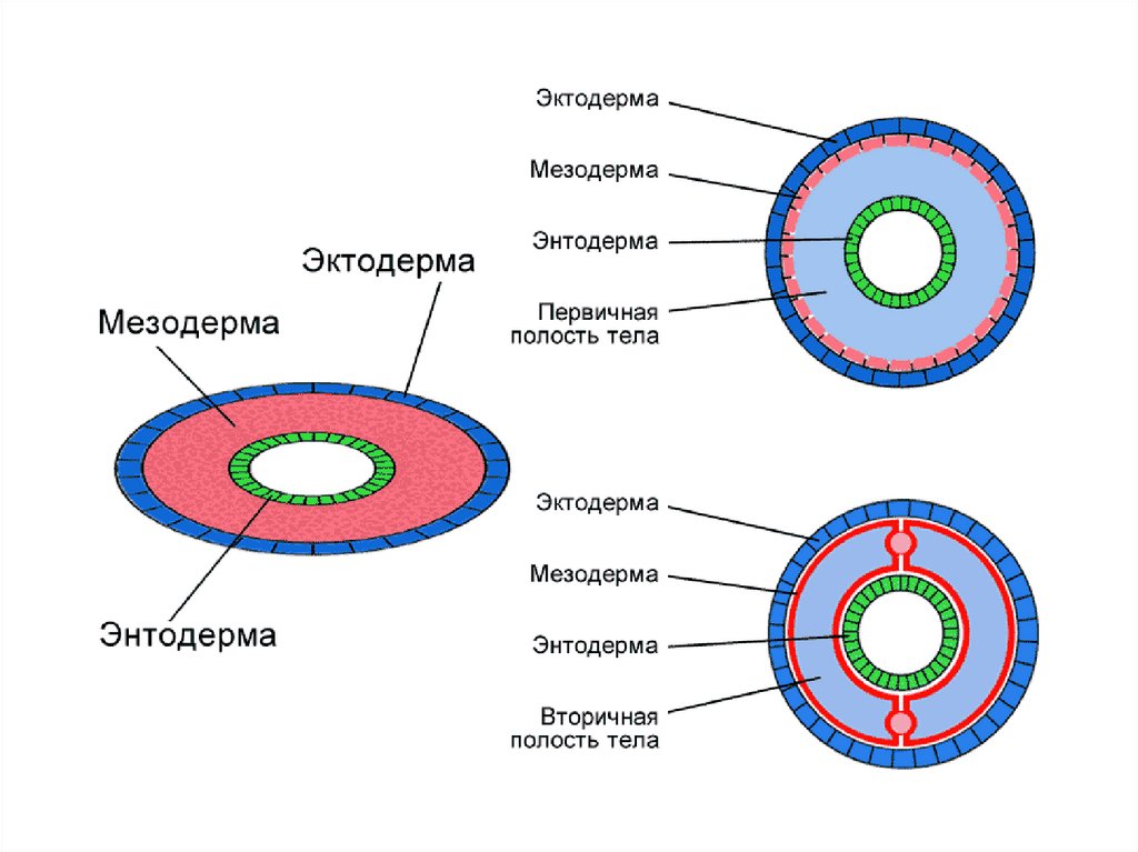 Эктодерма мезодерма энтодерма таблица рисунок