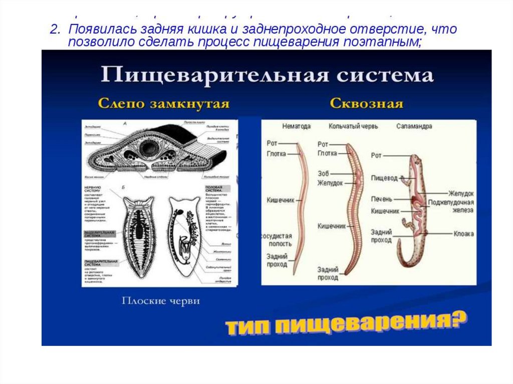 Тип круглые черви пищеварительная. Нематоды - Первичнополостные черви. Пищеварительная система круглых червей. Черви сквозная пищеварительная система. Нематоды строение.