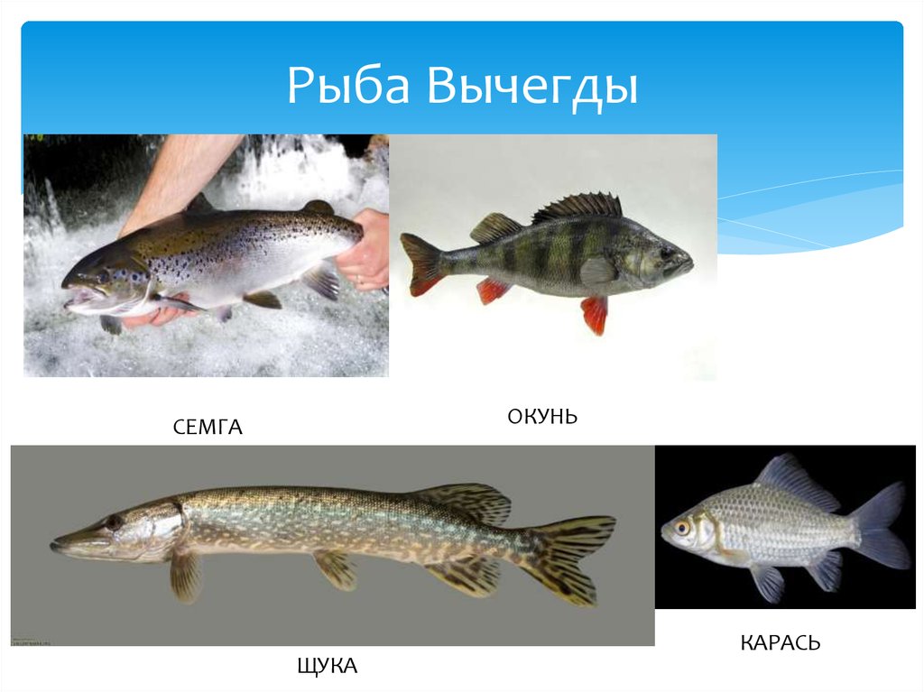 Щука окунь. Рыбы Республики Коми. Рыбы обитающие в Республике Коми. Рыбы Вычегды. Рыбы рек Республики Коми.