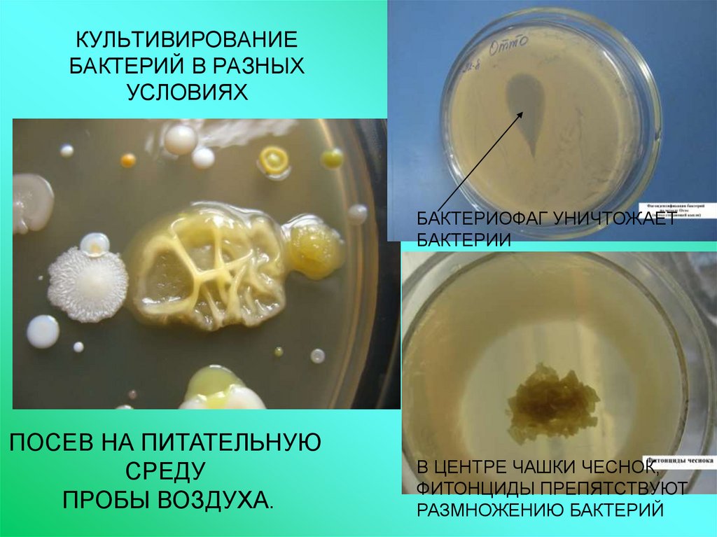 Культивирования микроорганизмов презентация