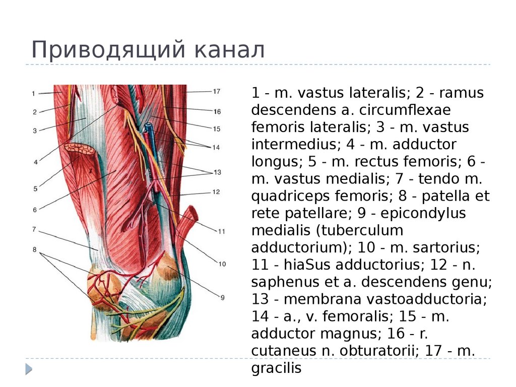 Гунтеров канал. Бедренно-подколенный канал топографическая анатомия. Гунтеров канал топографическая анатомия. Приводящий канал (Canalis adductorius). Мышцы нижней конечности топографическая анатомия.