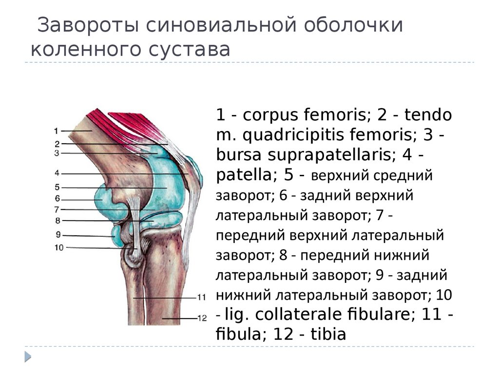 Посттравматический латынь. Верхний заворот коленного сустава. Завороты коленного сустава анатомия. Синовиальные сумки коленного сустава анатомия. Верхний заворот коленного сустава анатомия.