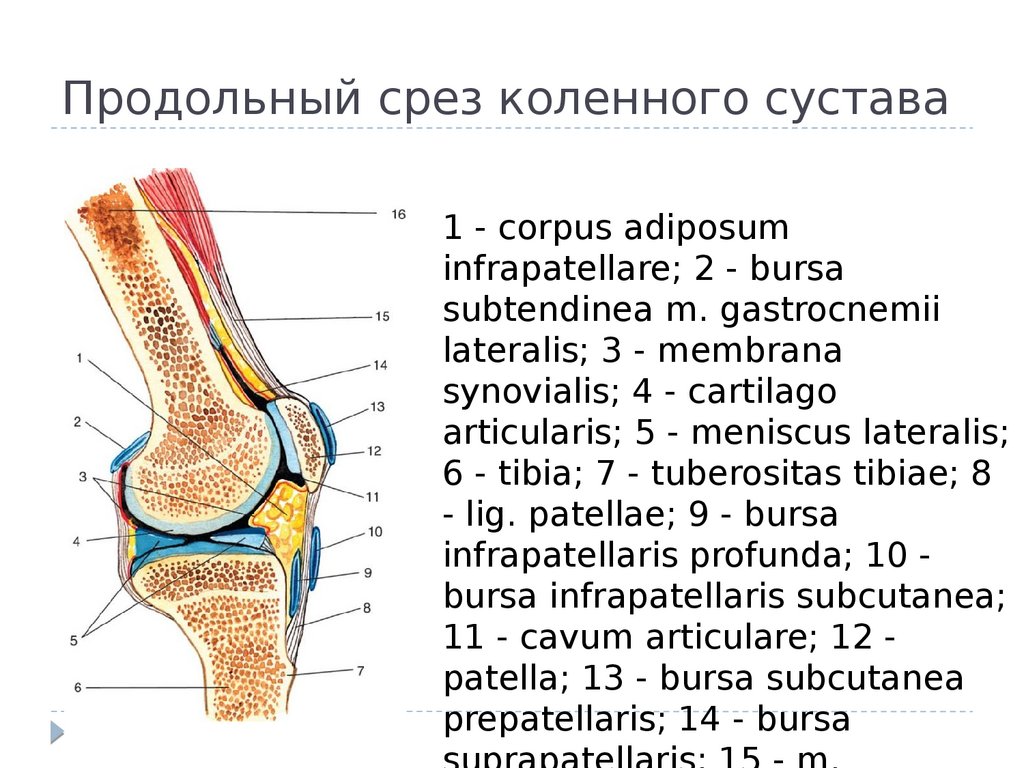 Коленный сустав строение фото с описанием анатомия