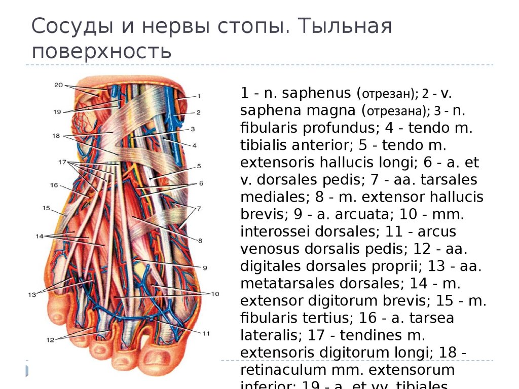 Основные артерии стопы. Послойная топография тыла стопы. Сосуды и нервы стопы тыльная поверхность. Кровоснабжение и иннервация тыла стопы. Стопа топографическая анатомия схема.