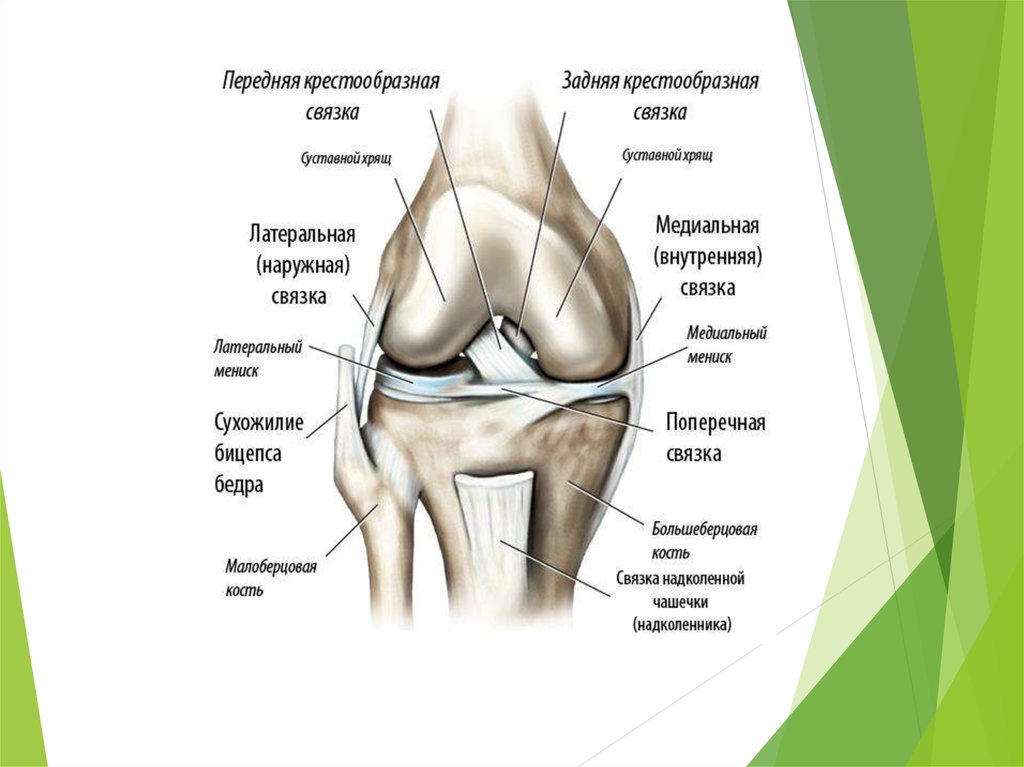 Травма коленного сустава. Передняя крестообразная связка и наружная связки. Задняя крестообразная связка.