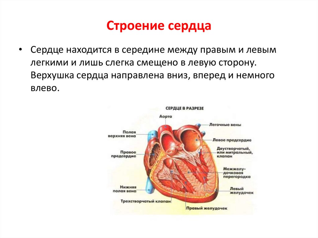 Биология 8 класс сердечно сосудистая система. Строение сердца человека 8 класс биология. Учебник по биологии 8 класс строение сердца. Опишите строение сердца человека. Сердце человека анатомия 8 класс.