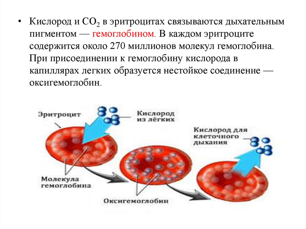 Распад кислорода. Механизм присоединения кислорода к гемоглобину. Перенос кислорода эритроцитами. Соединение гемоглобина с кислородом схема. Эритроциты схема.