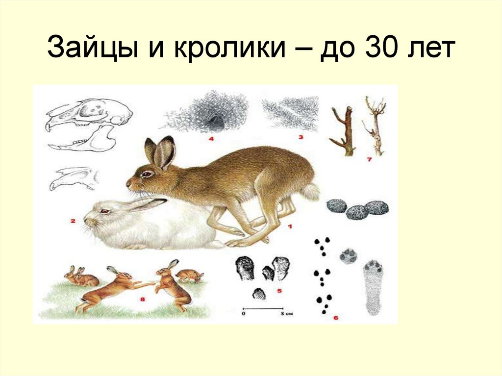 Зайцы и кролики – до 30 лет