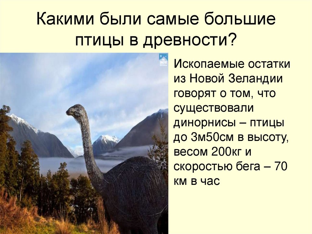 Какими были самые большие птицы в древности?