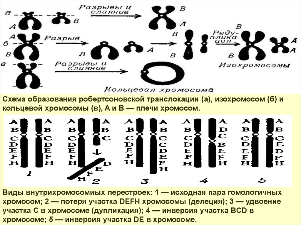 Кольцевая хромосома 2. Робертсоновская транслокация. Хромосомные мутации делеция дупликация инверсия транслокация. Транслокация хромосом схема. Возникновение кольцевых хромосом.