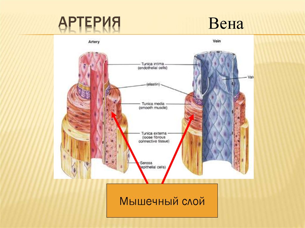 Мышечный слой артерий и вен. Слои артерии. Строение артерии и вены. Вены и их строение.