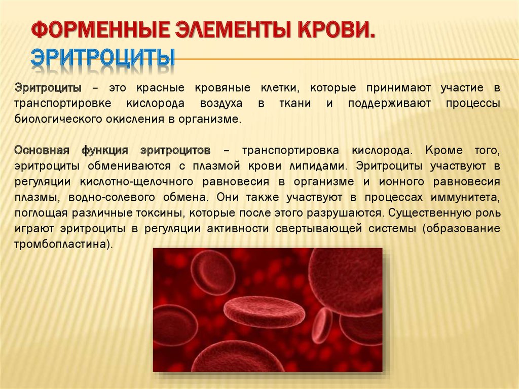 Элементы крови в материале. Эритроцит. Эритроциты в крови. Роль эритроцитов в крови. Эритроциты их значение.