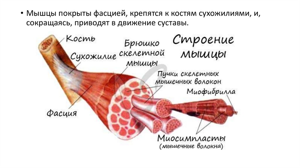 Оболочка покрывающая мышцы. Мышцы покрыты. Мышцы не покрыты фасцией. Соединительная ткань покрывающая мышечное волокно. Мышца снаружи покрыта.