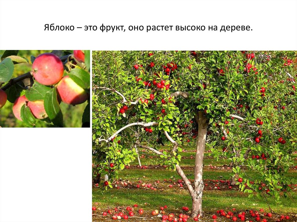 Какое яблоко в земле растет. Яблоко растет на дереве. Какие фрукты растут на деревьях. Как растут яблоки. Как растут яблоки на дереве.