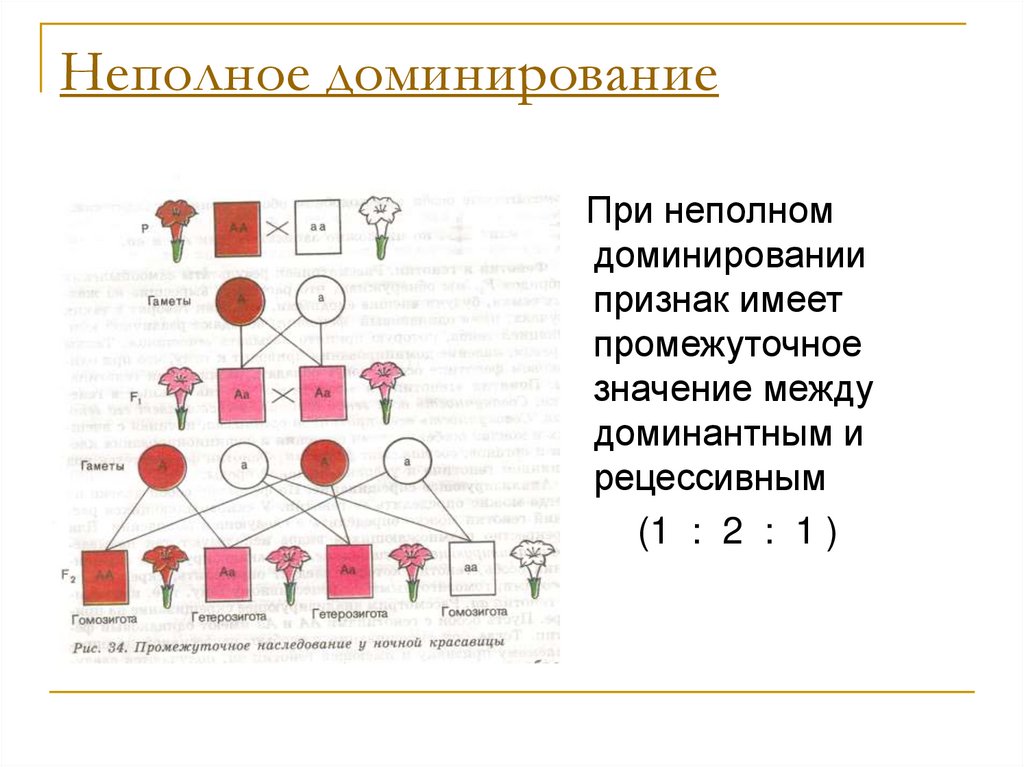 Основы генетики презентация