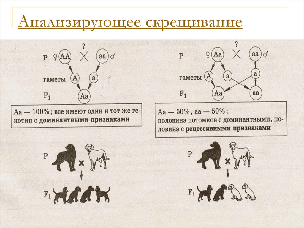 Схема скрещивания анализирующего скрещивания