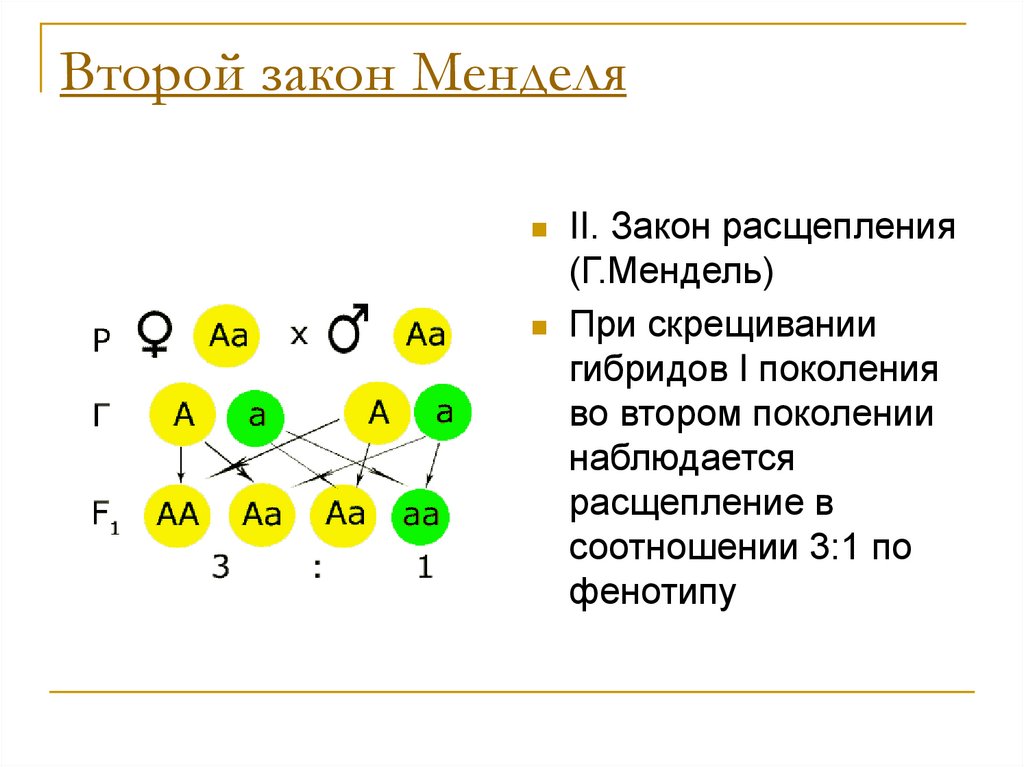 Закон расщепления схема