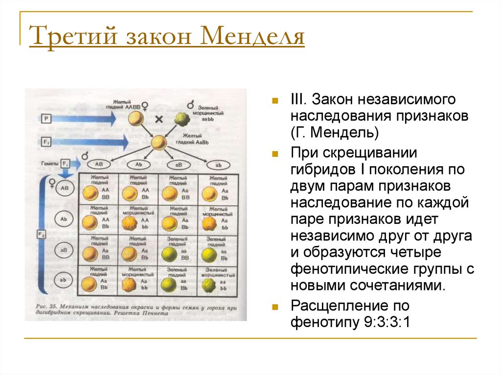 Выберите из приведенных ниже схем ту которая выражает смысл первого закона менделя