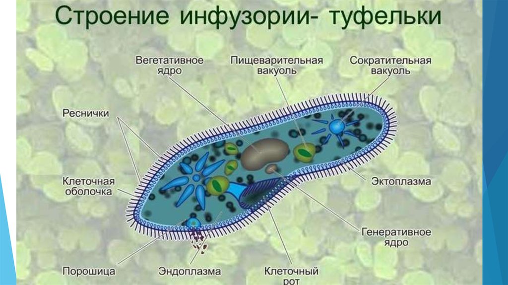 Одноклеточные организмы рисунок с подписями 5 класс