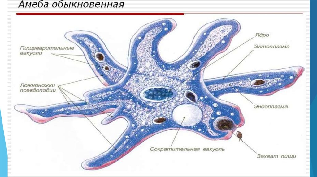 Циста амебы на рисунке