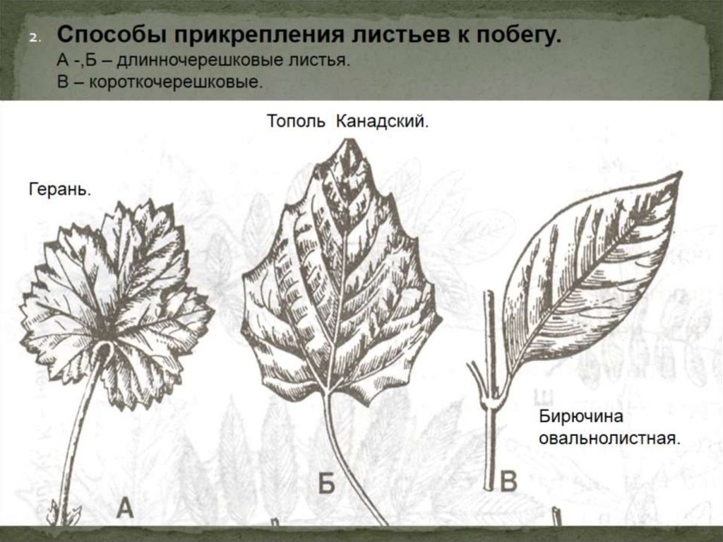 Причины разнообразия листьев