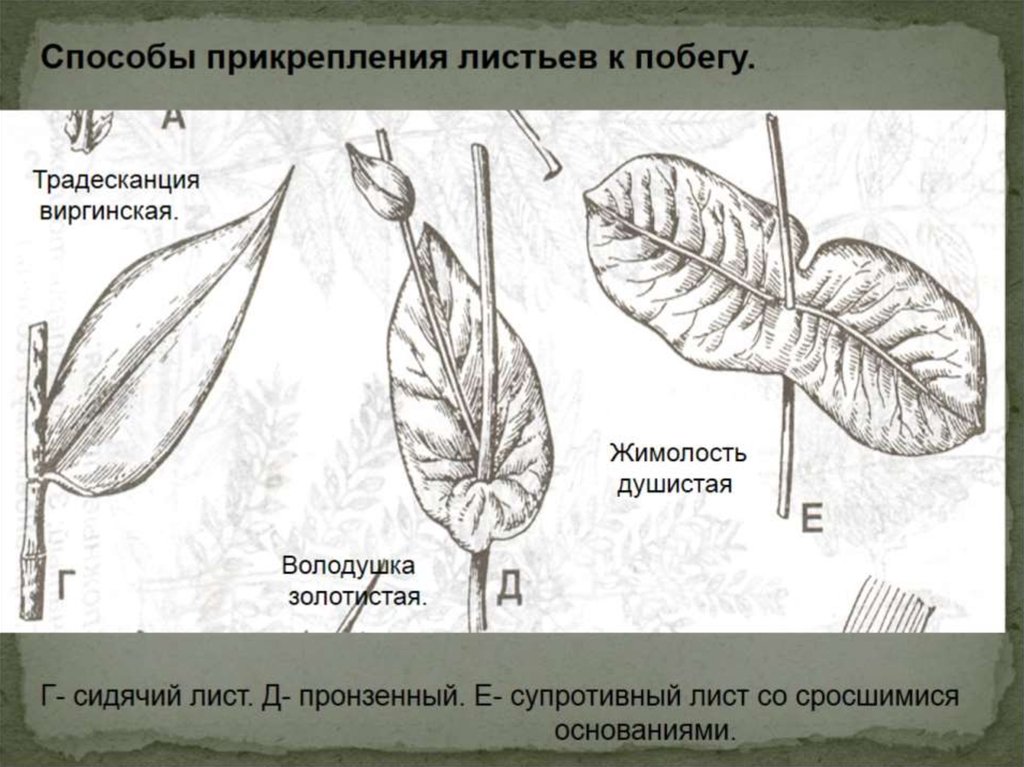 Какие возможны способы прикрепления листьев к стеблю