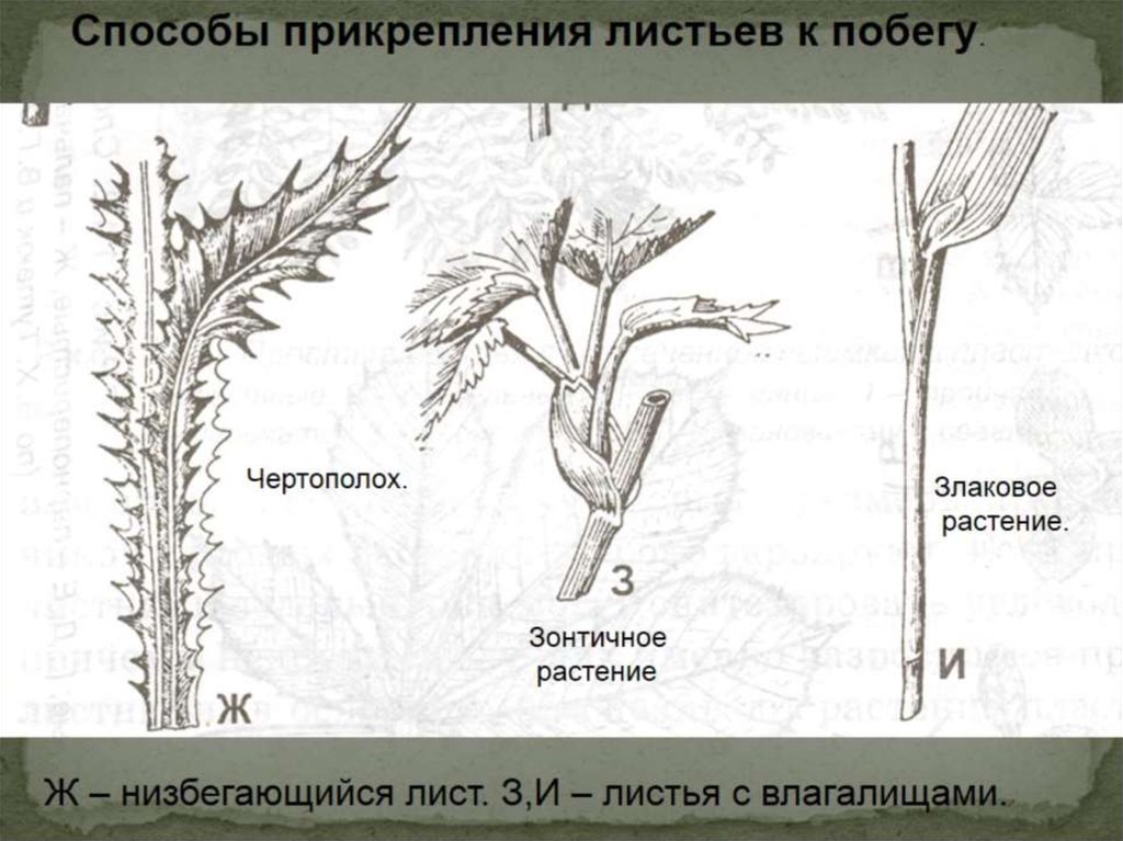 Место прикрепления