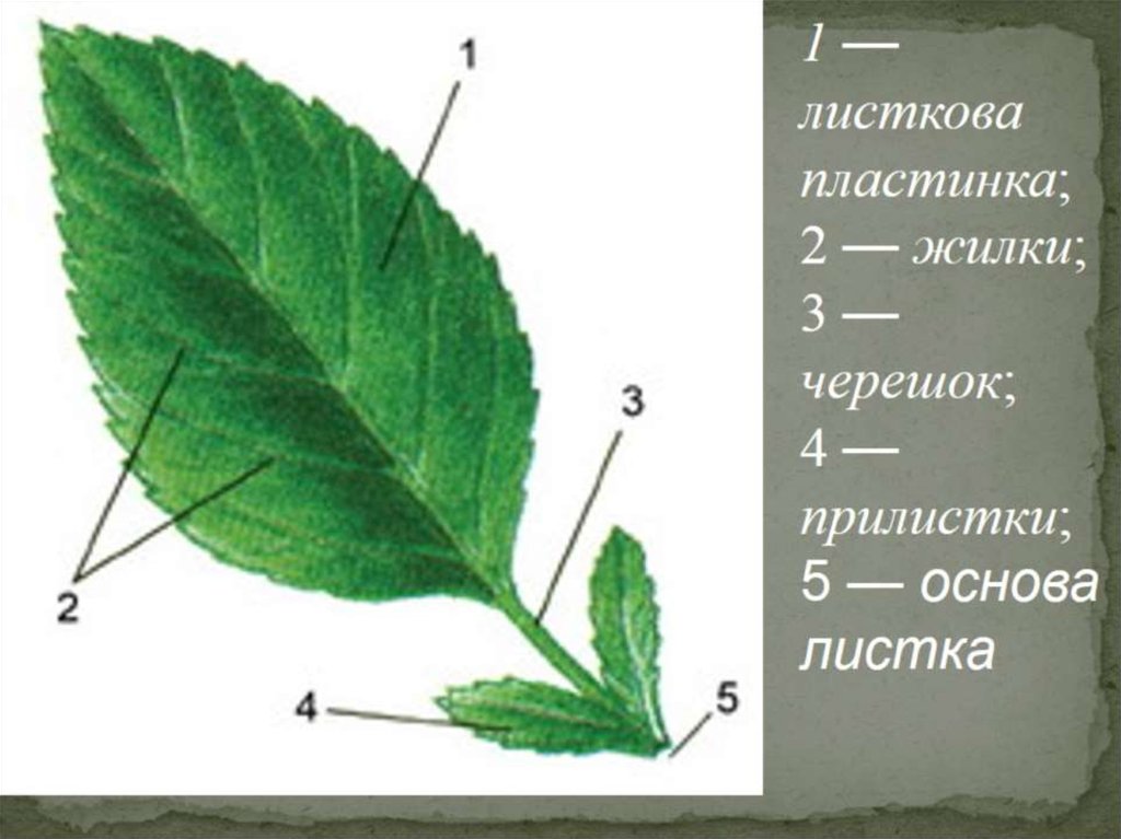 Схема листа. Строение листа с прилистниками. Листовая пластинка 2 – черешок 3 – жилка. Строение прилистника. Основные части черешкового листа.