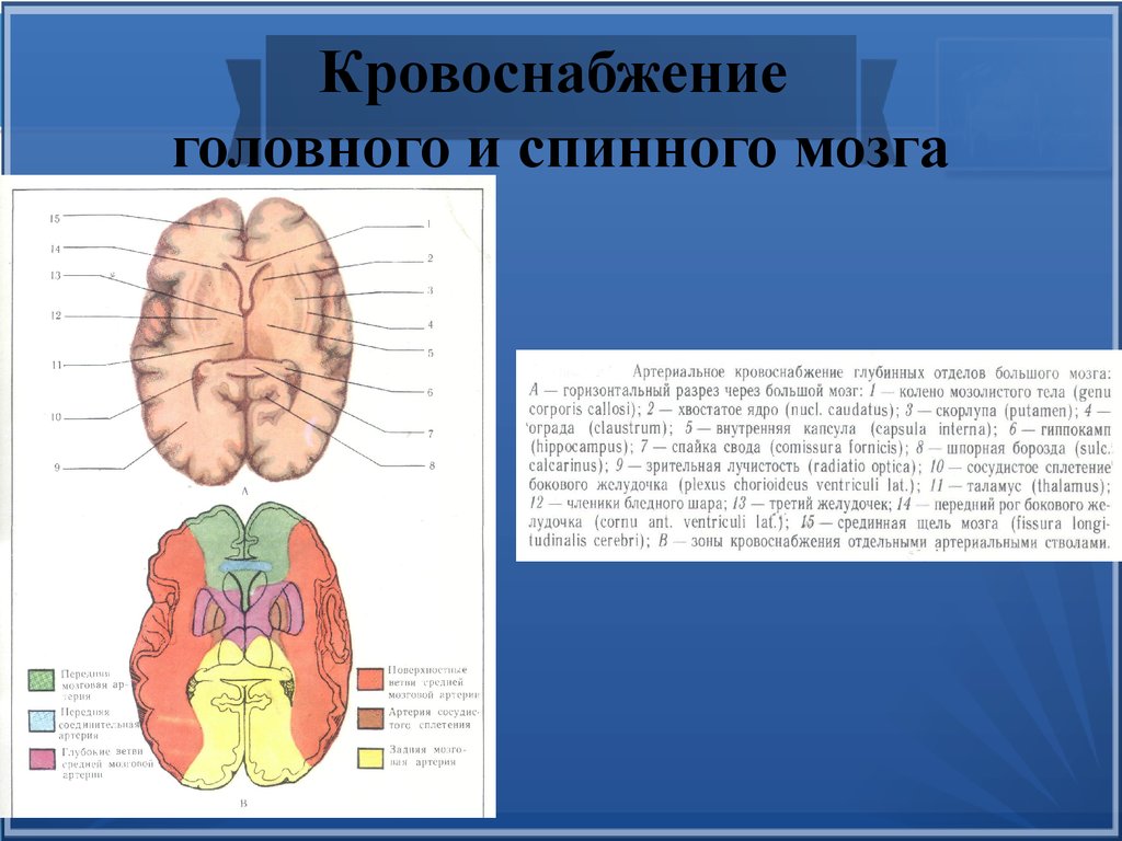 Заболевания головного и спинного мозга. Кровоснабжение головного и спинного мозга. Кровоснабжение головного мозга и спинного мозга. Схема кровоснабжения головного и спинного мозга. Бассейны кровоснабжения головного мозга.