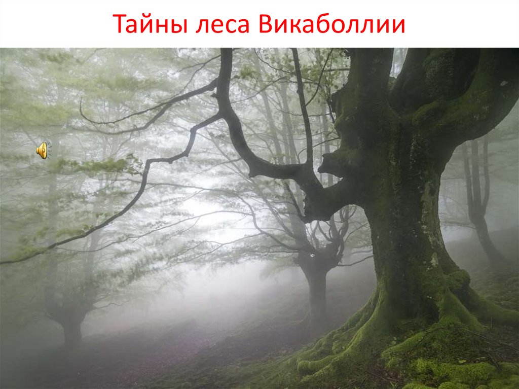 Природный парк Горбеа в Испании. Тайна лес. Лес викаболлии. Природный парк Горбеа в Испании дуб английский.