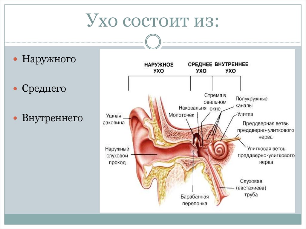 Функции наружного среднего и внутреннего уха. Внешнее и внутреннее строение уха.