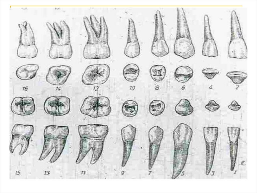 Зубной на латыни. Второй премоляр верхней челюсти анатомия. Анатомия полости моляров верхней и нижней челюсти. Моляр верхней челюсти анатомия.