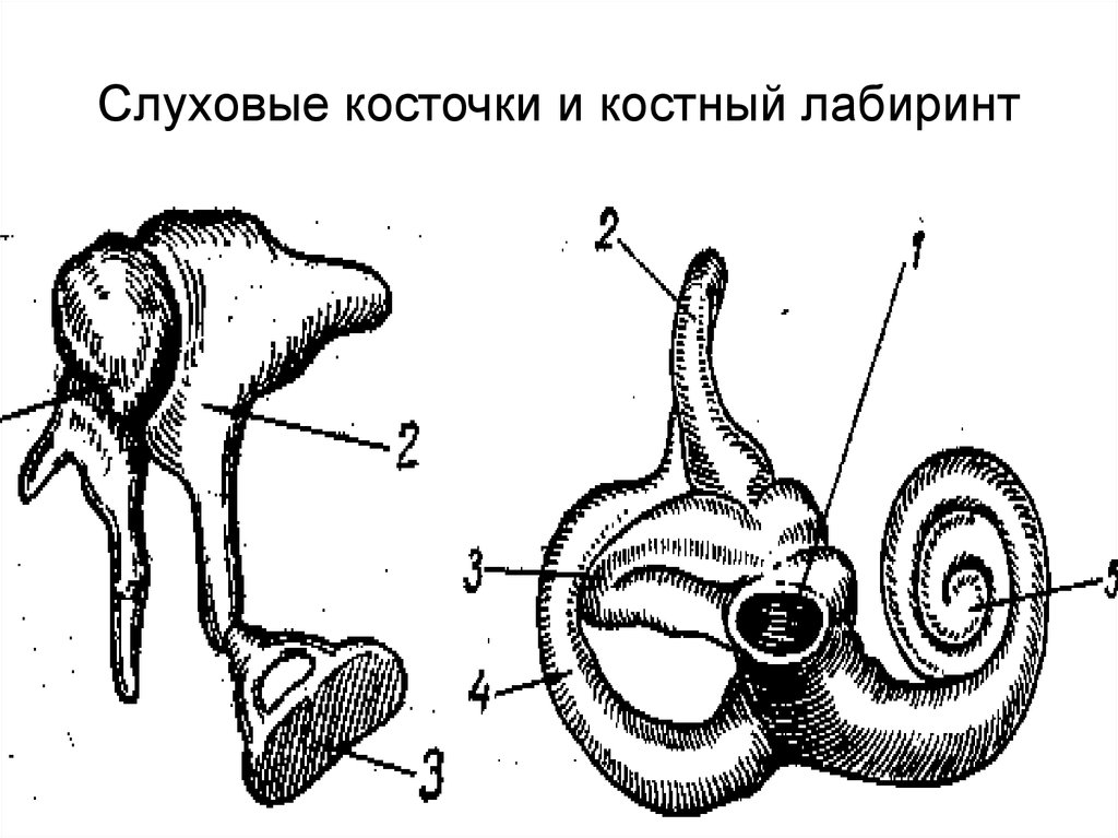 Анатомия физиология и патология слуха. Система слуховых косточек состоит из. Строение слуховых косточек. Орган слуха косточки. Слуховые косточки анатомия.