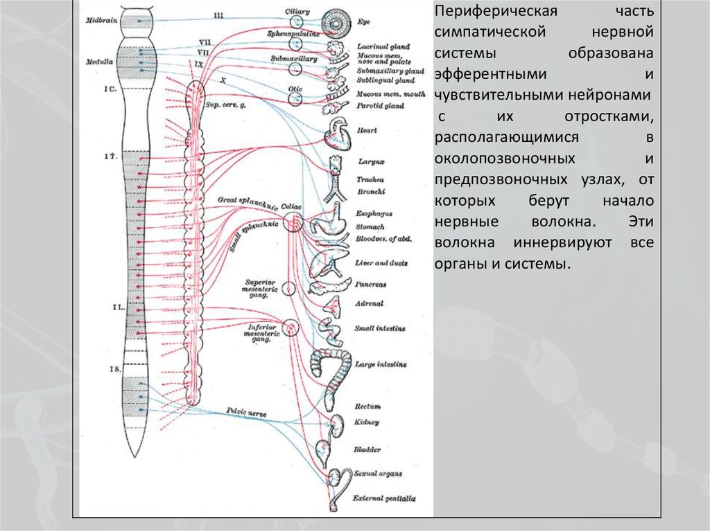 Рисунок вегетативная нервная система неттера