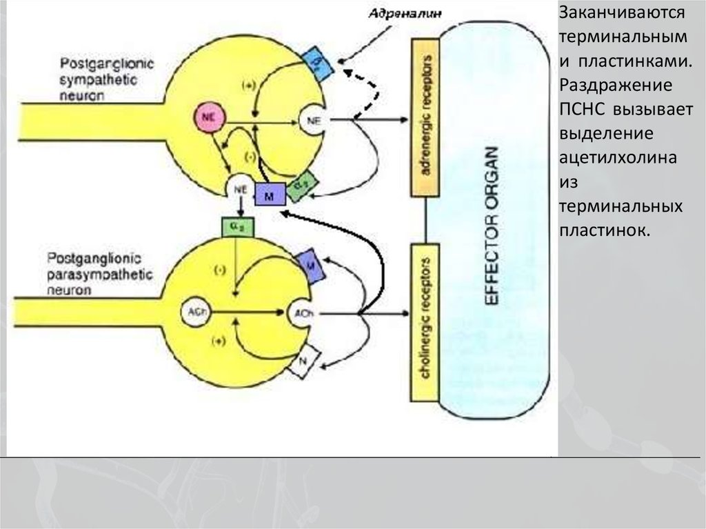 Схема двигательного акта нервной системы