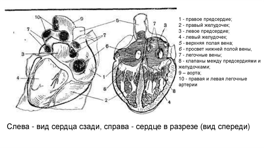 3 в левое предсердие впадают. Сердце вид слева. Сердце в разрезе слева. Сердце в разрезе рисунок.