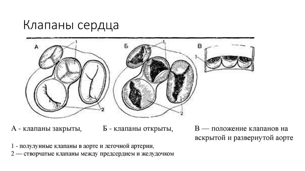 Клапаны сердца