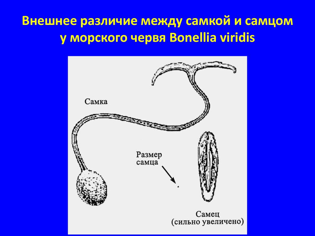 Внешние различие. Морской червь бонеллия виридис. Внешние различия между самцом и самкой. Морской червь бонеллия самка самец. Как называется внешнее различие между самкой и самцом.