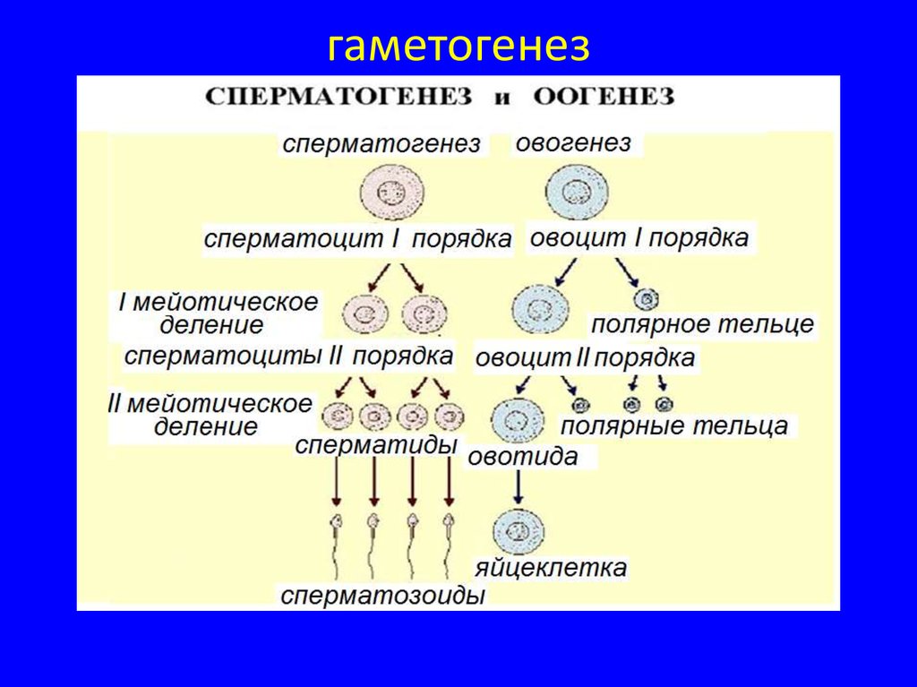 Сперматогенез описание процесса