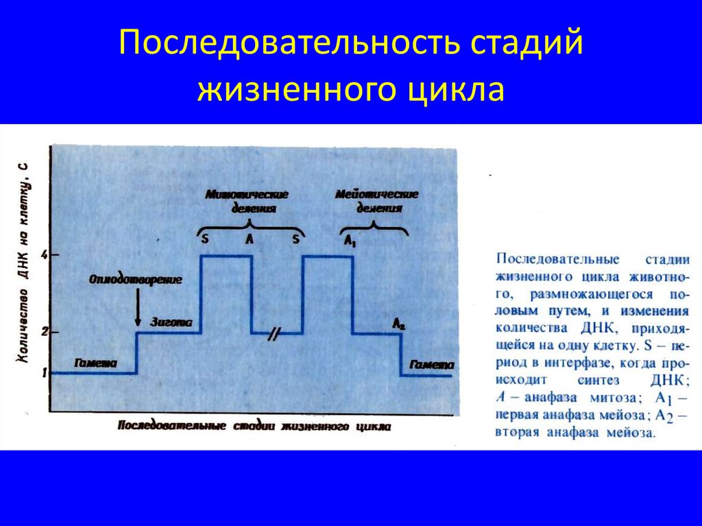 Вторая стадии жизненного цикла. Последовательность жизненного цикла. Последовательный жизненный цикл. Последовательность стадий жизненного цикла. Порядок очередности этапов жизненного цикла по.