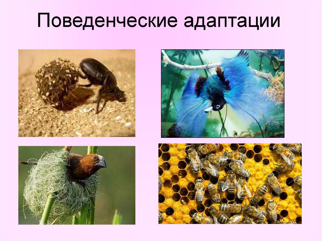 Адаптация насекомых к сезонным изменениям. Поведенческие адаптации. Поведенческие адаптации животных. Поведенческая адаптация организмов. Поведенческие адаптации примеры.